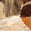 Esteves Animal Print Area Rug-41237154