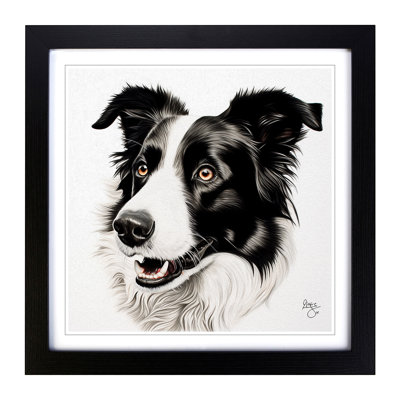 Border Collie Drawing - Framed Print