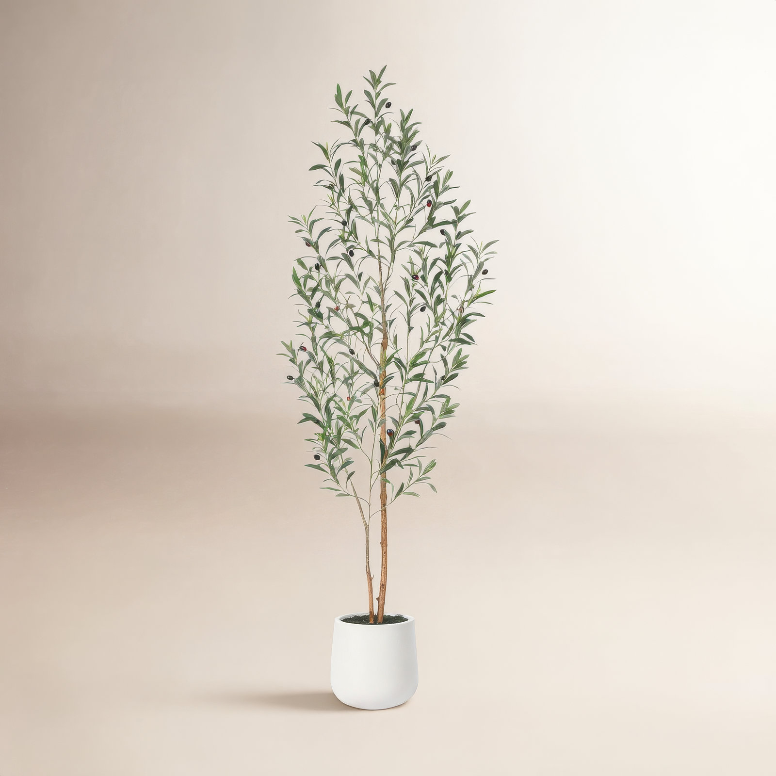 Adcock Olive Tree in Pot, 72" H x 24" W x 24" D