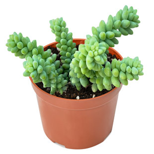 The Next Gardener Live Succulent Plant in Planter