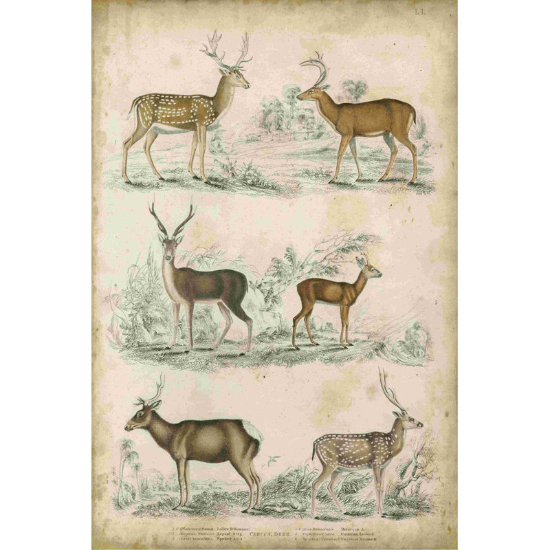 Espèces de cerfs non embellies, H 18 po x l 12 po