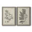 «Antique Black and White Botanical IV», ensemble de 2 reproductions d'art sur toile-1516307828-1516307833