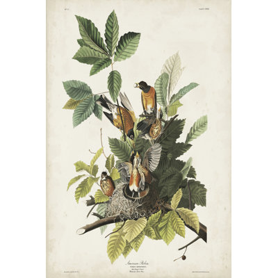 Pl 131 American Robin by John Audubon - Wrapped Canvas Painting