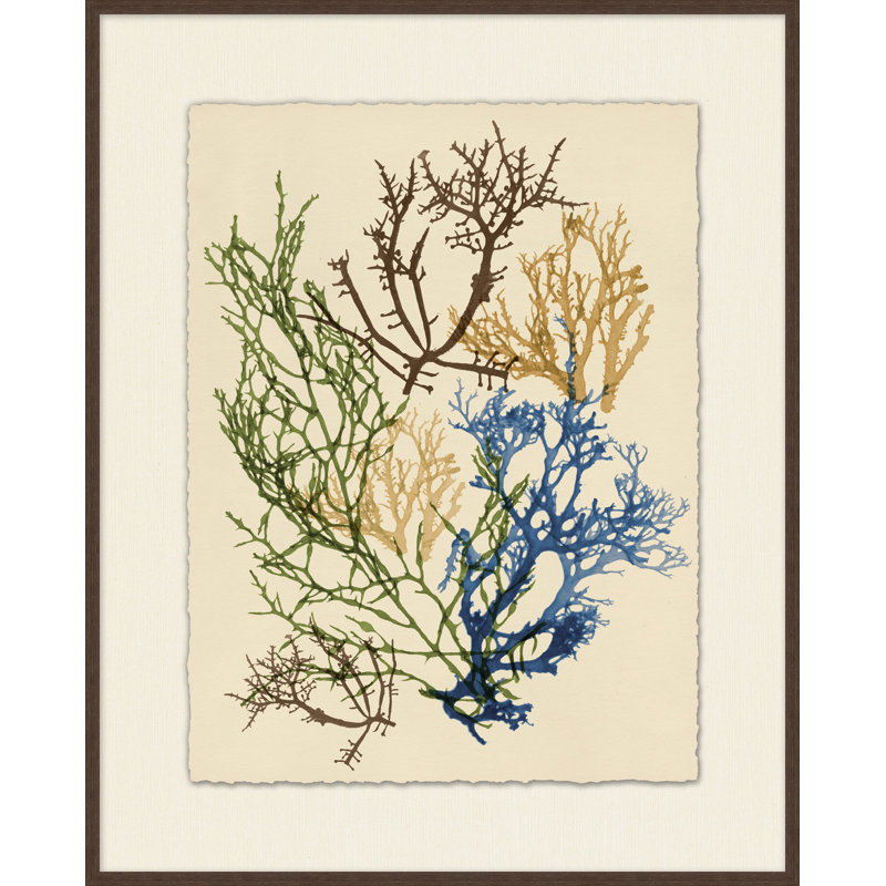 Colorful Sea Kelp 1 Print
