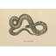 «Vintage Boa Constractor Crop» par Wild Apple Portfolio - impression sur toile tendue-897817155-883038518-883038513