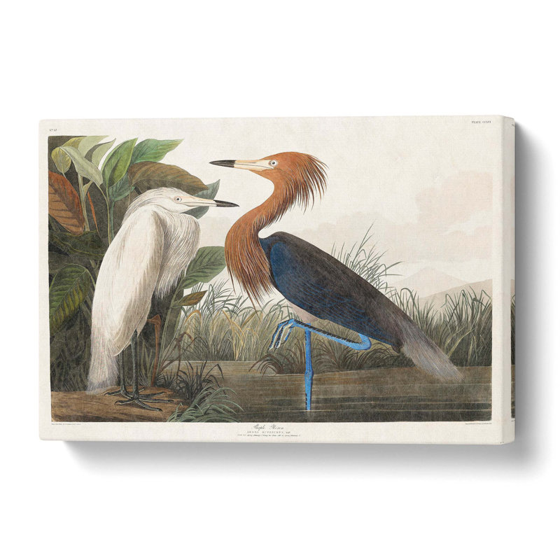 Purple Heron by John James Audubon - Wrapped Canvas, 40.6 cm H x 61 cm W