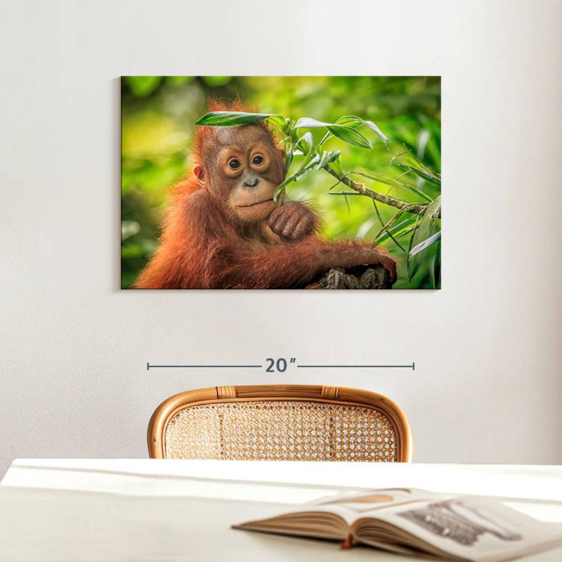 Leaf Munching Orangutan, 16" H x 24" W