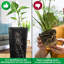 Pot Planter