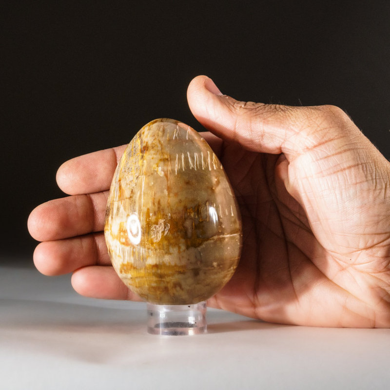 Petrified Wood Egg, Yellow/Brown, 3" H x 2" W x 2" D