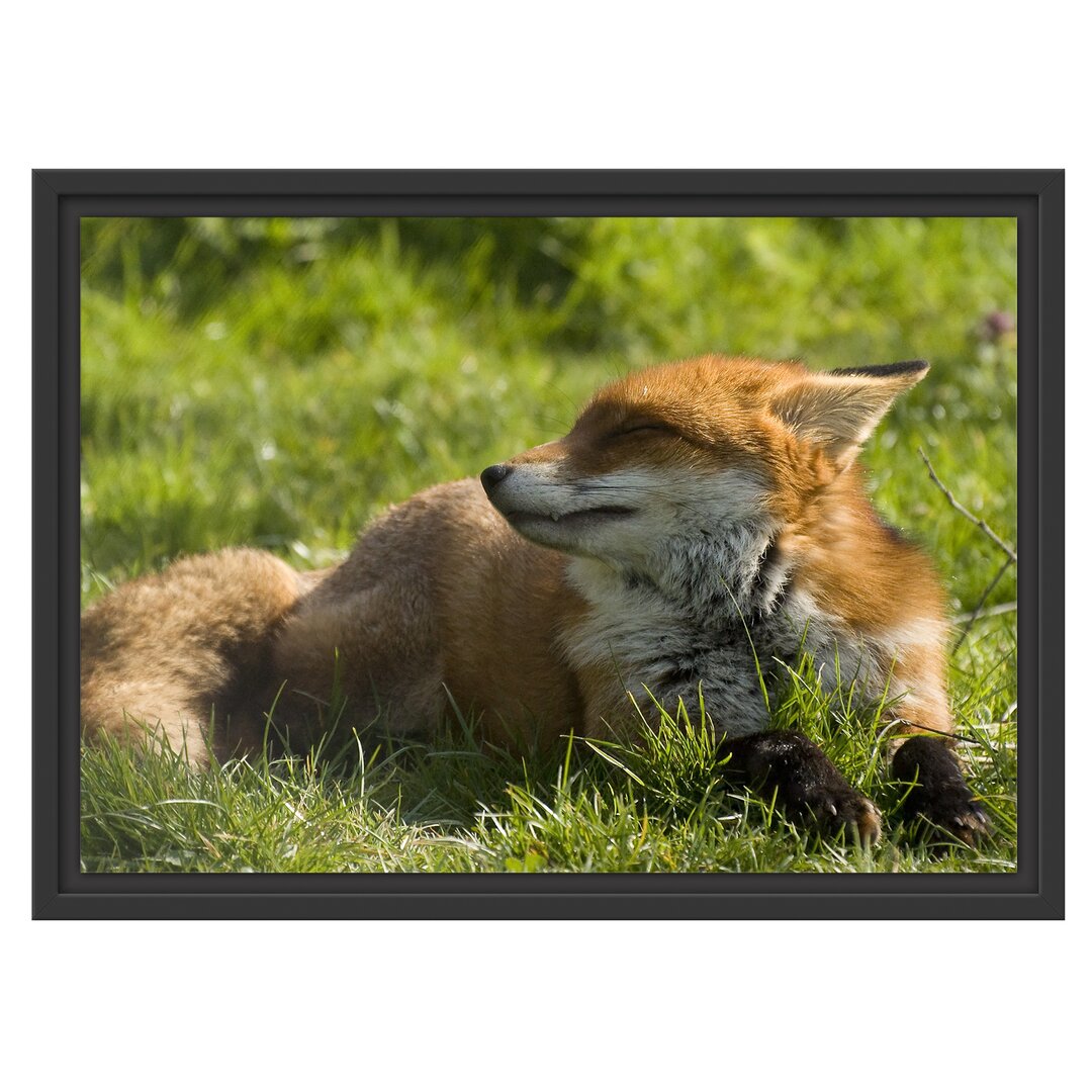 Gerahmtes Wandbild Kleiner Fuchs auf Wiese