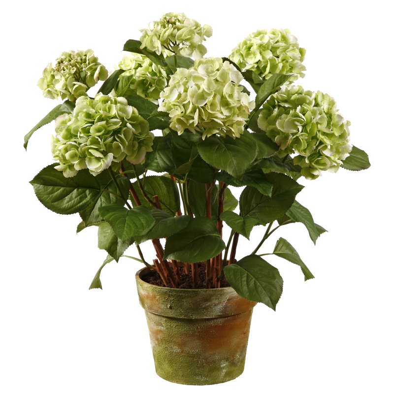 Pièce maîtresse en pot hortensia, Vert
