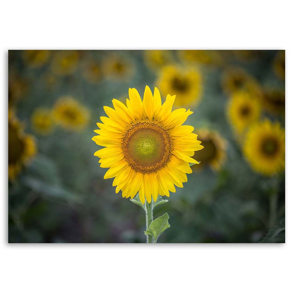 Leinwandbild Junge Sonnenblumen