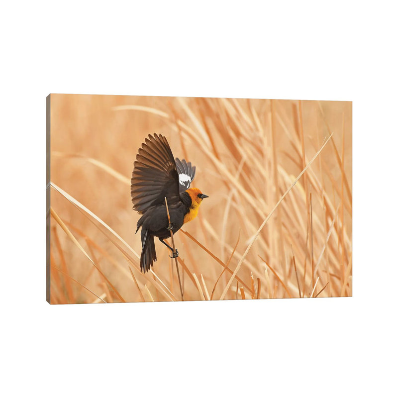 Marsh Suitor by Brian Wolf - Wrapped Canvas Print, 30.48cm H x 45.72cm W x 1.91cm D