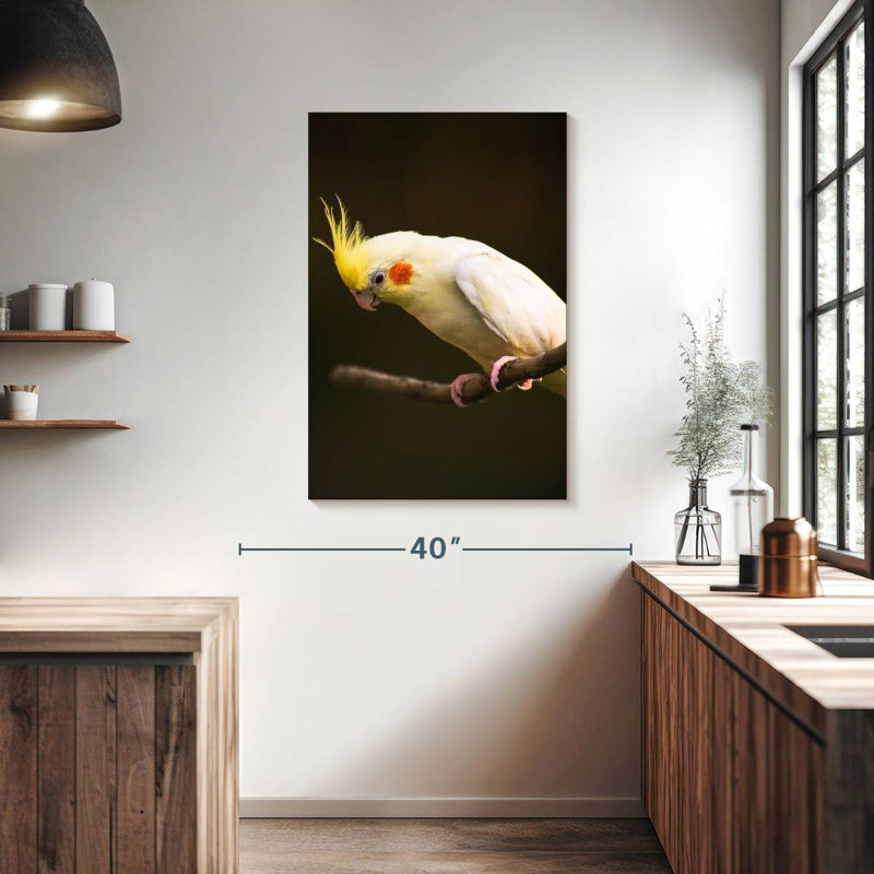 Cockatiel Rosy Cheeked, H 39 po x l 26 po