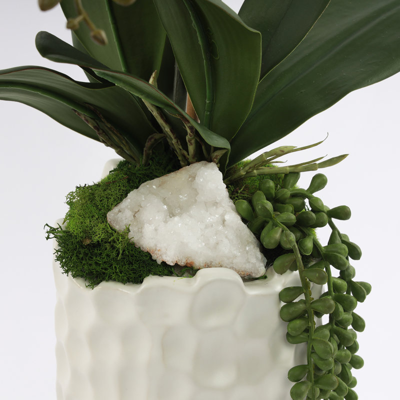 Orchid Arrangement in Vase