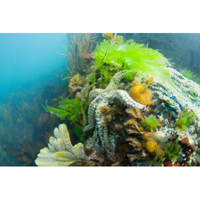 Spiny Star Fish by MattStansfield - Wrapped Canvas Print