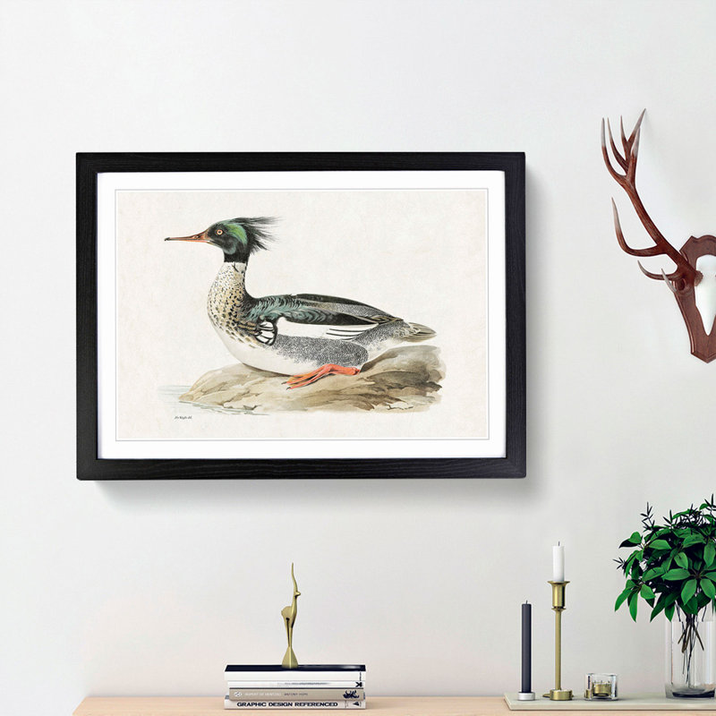 Merganser Diving Duck by Von Wright - Framed Print, 27cm H x 36cm W x 2cm D, Black Framed