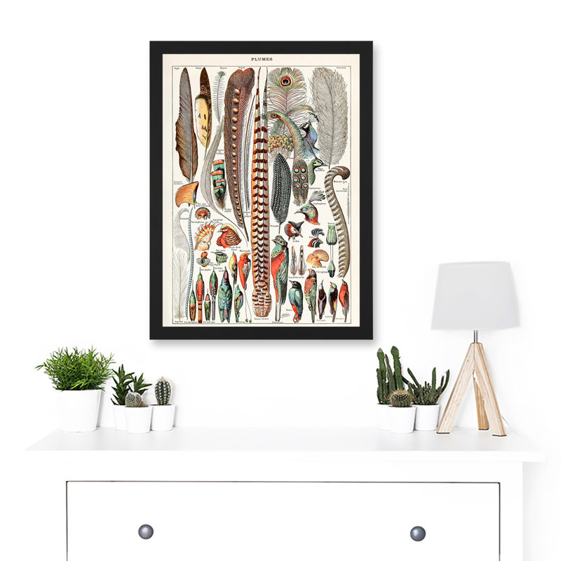 Birds Feathers - Single Picture Frame Print, 45.5cm H x 33cm W