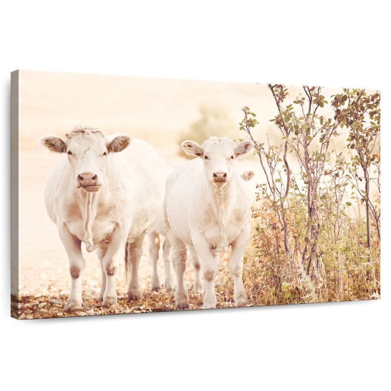Brampt Charolais Cows, 24" H x 36" W