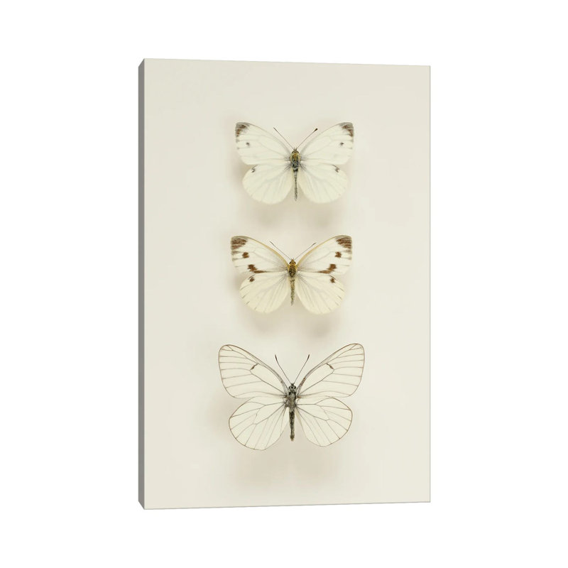 Three Butterflies by Alyson Fennell - Wrapped Canvas Print, 20.32 cm H x 30.48 cm W