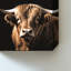 «Highland Bull» par Susan Arnot - impression sur toile-130745708-130745707