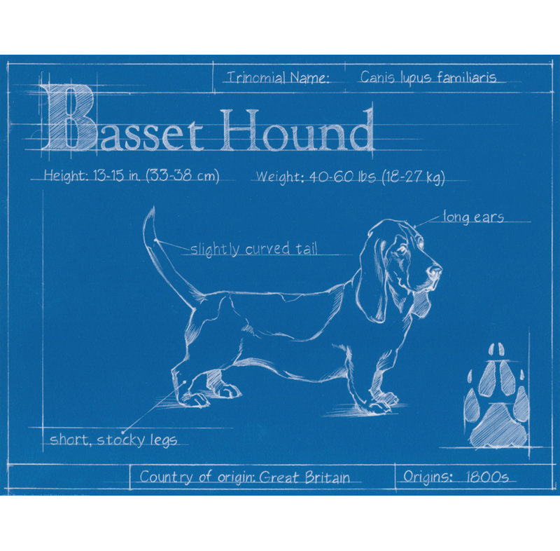 Plan du Basset hound, H 14 po x l 18 po