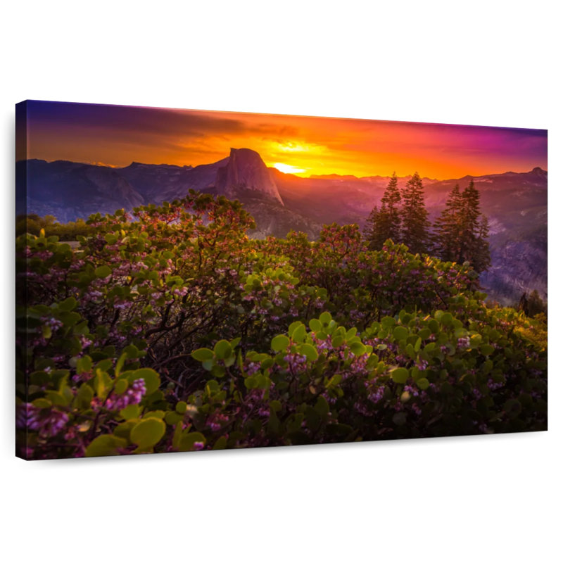 Mountain Violet Flowers