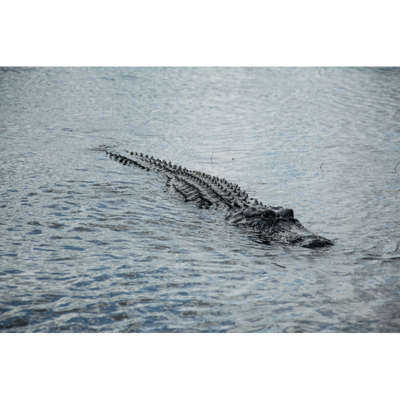 The American Alligator by Ygo Neto Batista - Wrapped Canvas Print, 61cm H x 91cm W
