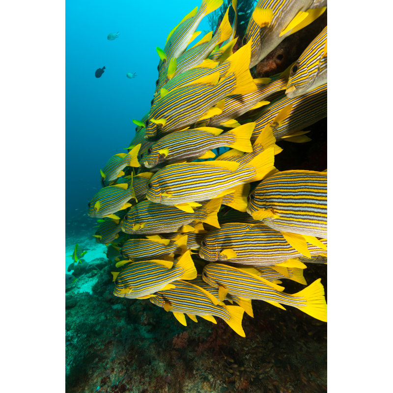 Fish - Wrapped Canvas Print, 91cm H x 61cm W x 3.8cm D