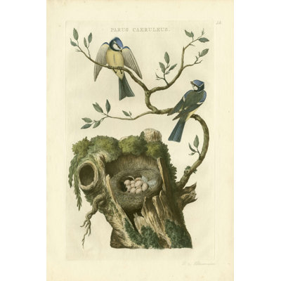 Nozeman Birds & Nids III