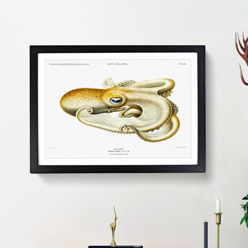 Velodona Octopus by Carl Chun - Picture Frame Painting Print, 36cm H x 48cm W x 2cm D, Black Framed