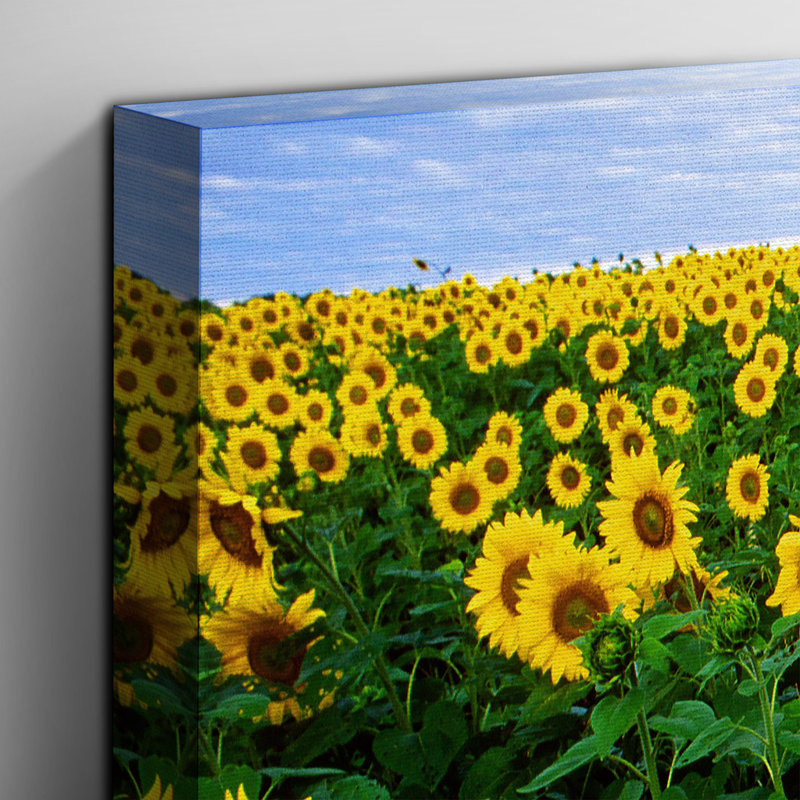 Yellow Sunflower Photographic - Wrapped Canvas, 50cm H x 76cm W