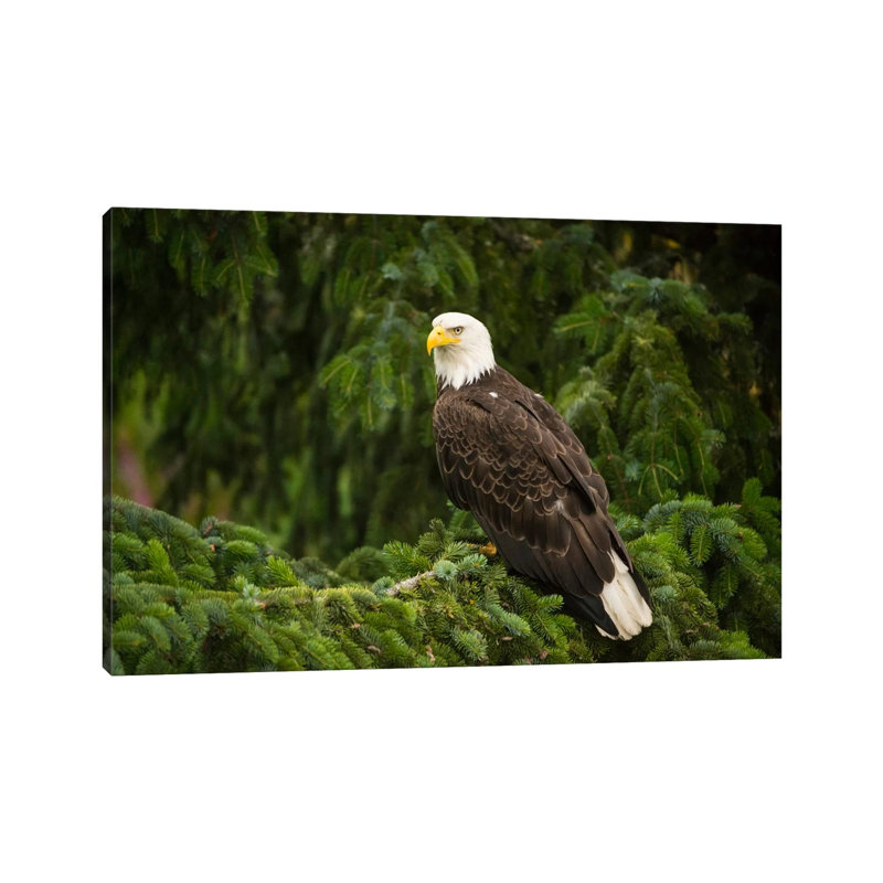 Bald Eagle, Alaska by Flip Nicklin - Wrapped Canvas Gallery-Wrapped Canvas Giclée, 20.32 cm H x 30.48 cm W