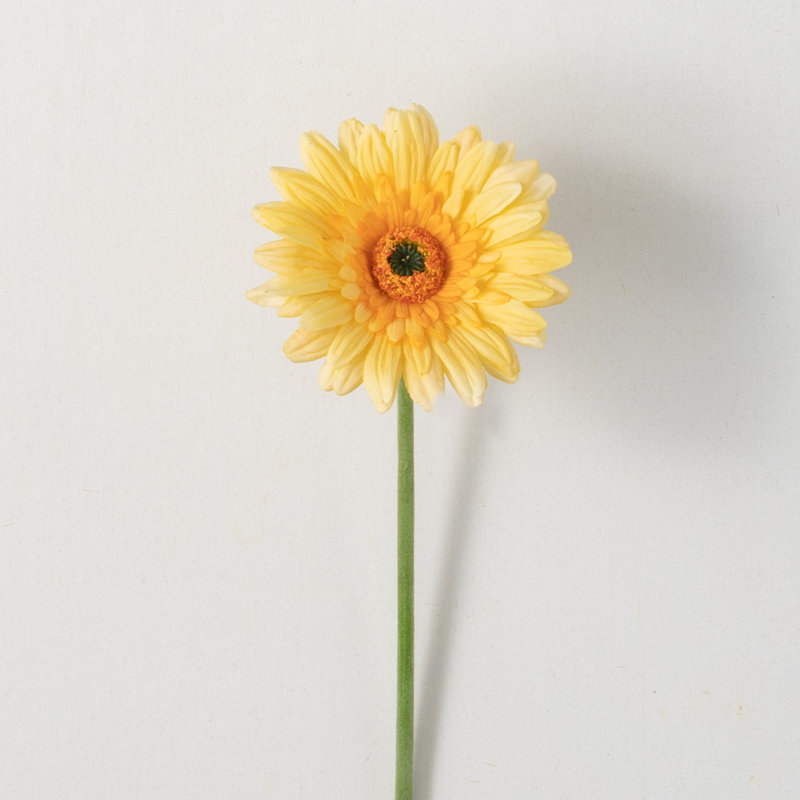 Fleurs de marguerites vibrantes, Jaune