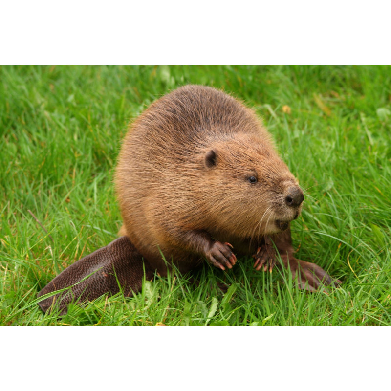 Eurasion Beaver by Christopher Jones - Wrapped Canvas Print, 81cm H x 122cm W