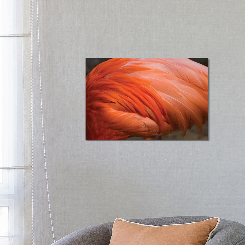Greater Flamingo Close Up Of Feathers, San Diego Zoo, California by Tom Vezo - Wrapped Canvas Print