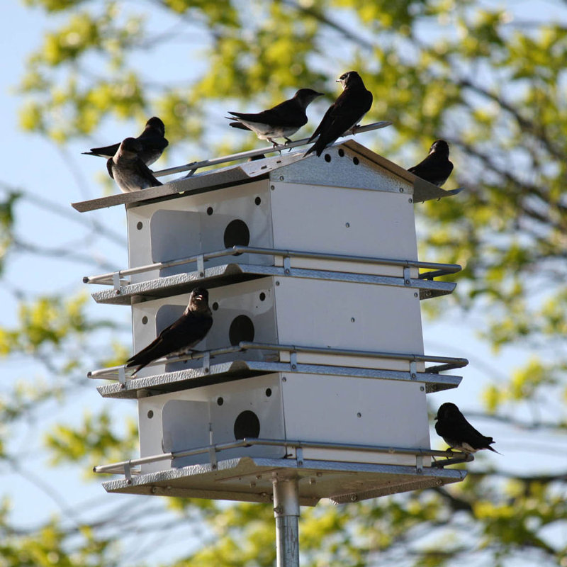 Maison d'oiseaux mauve à 3 niveaux, 12 pièces, Birds Choice