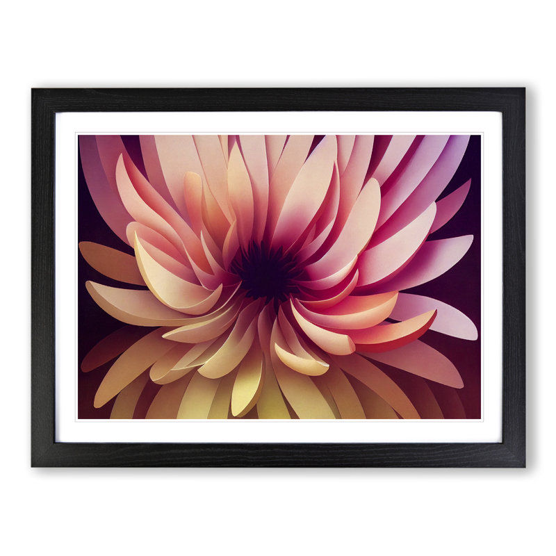 Alluring Chrysanthemum Flower - Single Picture Frame Print, Black, 25cm H x 34cm W x 2cm D