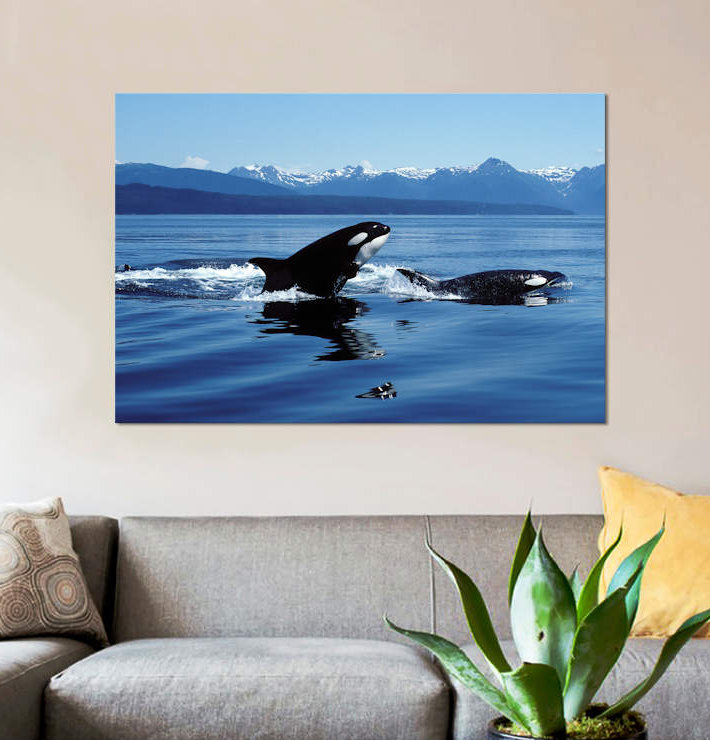 «Killer Whales Breaching», reproduction de photo sur toile, H 12 po x l 18 po x P 1,5 po, Toile tendue, Pas de tapis
