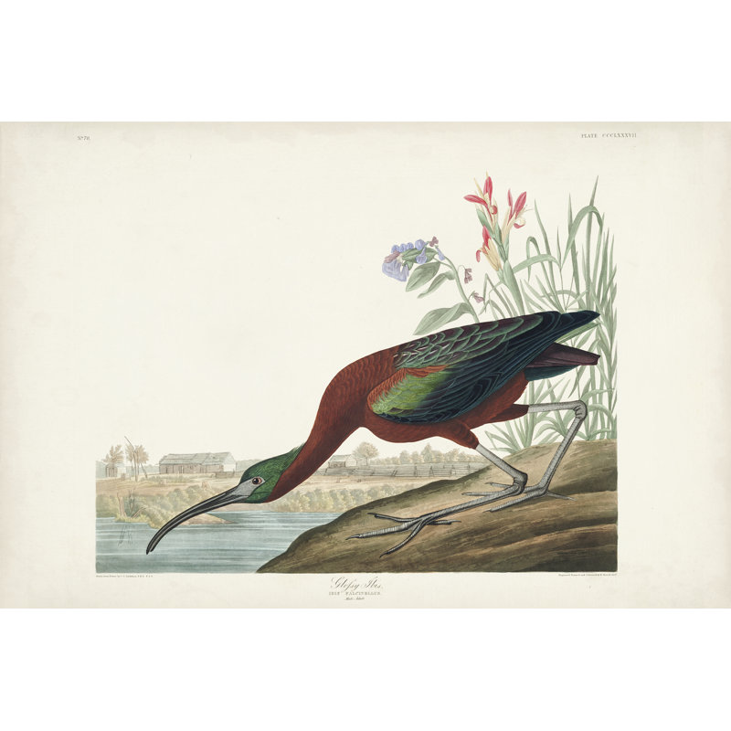 " Pl 387 Glossy Ibis " by James Audubon Painting Print, 24" H x 36" W