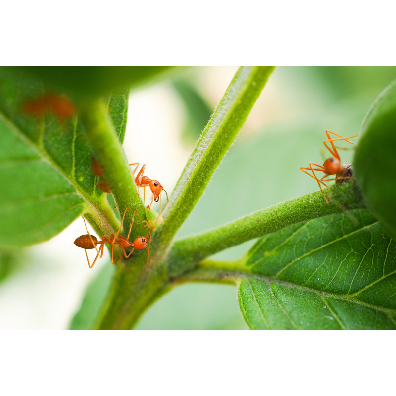 Elijus Red Ants by APION - Wrapped Canvas Print, 30cm H x 46cm W x 3.8cm D