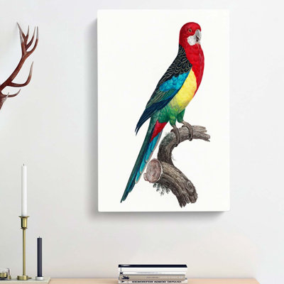 Eastern Rosella Parrot by F. Levaillant - Wrapped Canvas