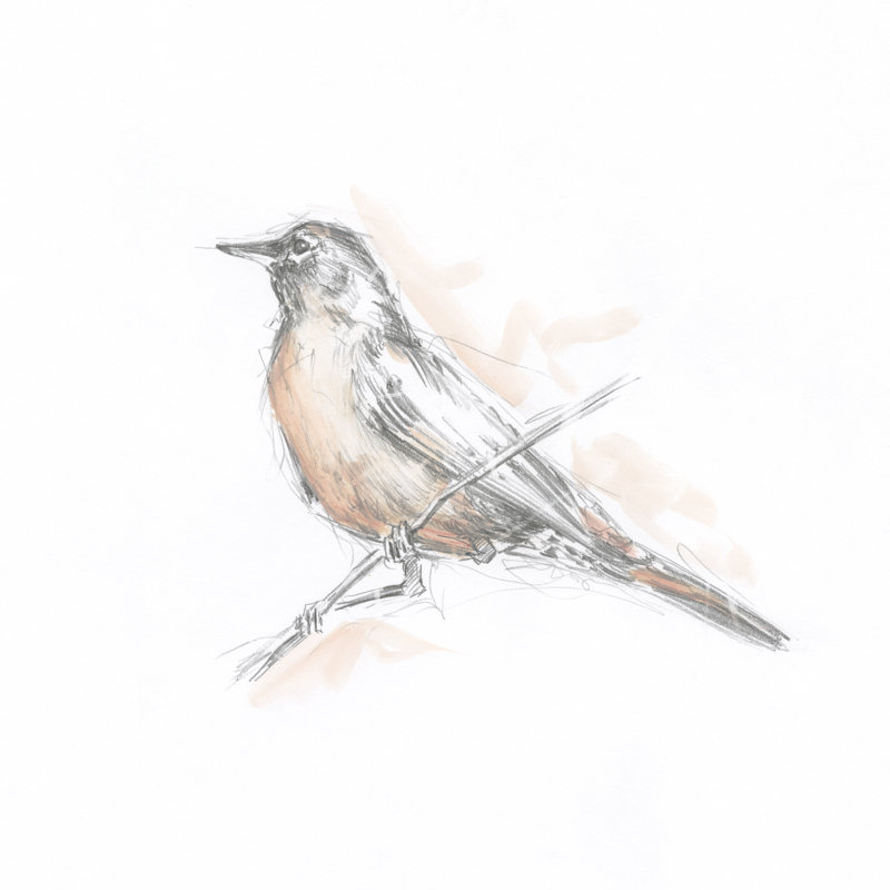 Croquis de merle rouge II, H 12 po x l 12 po