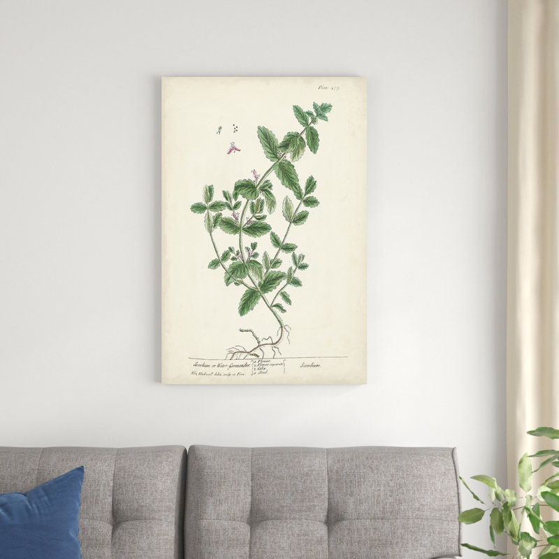 Herbes antiques, H 36 po x l 24 po