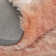 Planas Indoor Rug
