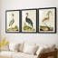 Heron Portrait I - Impression personnalisée de qualité supérieure avec passe-partout - 3 pièces-490649562-490649563