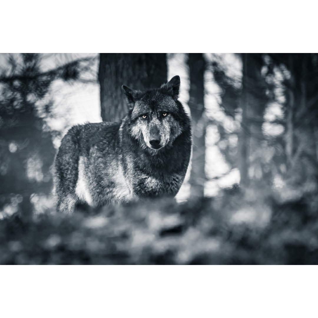 Wolf mit Blick auf die Kamera - Leinwanddrucke auf Wrapped Canvas