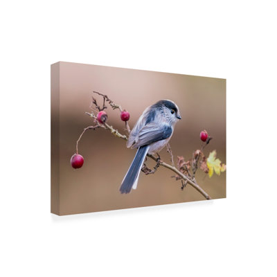 Bolog Marco Polonioli  Codibugnolo Canvas Art