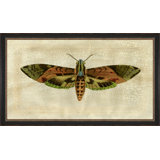 Crackled Moth 6 Painting