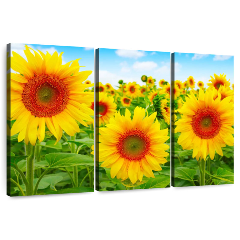 Champ de tournesols Alvord, H 24 po x l 38 po
